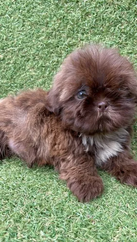 Shih Tzus lindos filhotes Vacinados e vermifugados