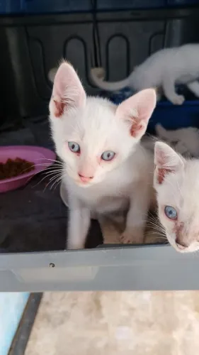 Doação de gatinhos 