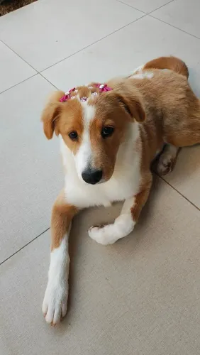 Leia a descrição mistura de Golden Retriever