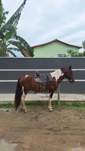 Mangalarga Marchador
