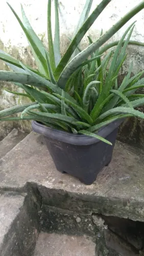 Vendo vaso de planta Babosa