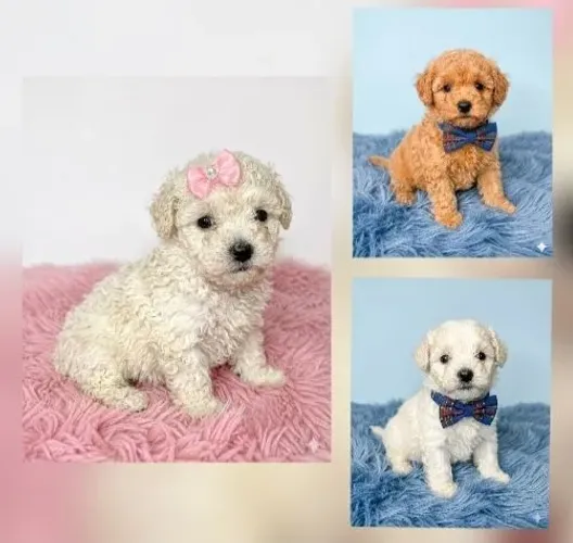 Poodles bem pequenos 