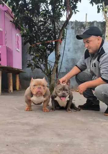 Filhote American bully
