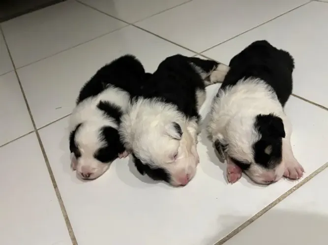 Cachorro