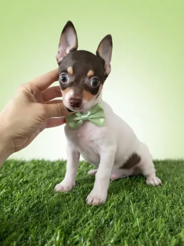 Pinscher Menino Pequeno e Cheio de Doçura