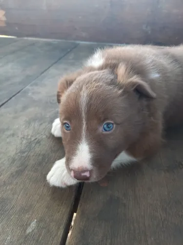 Filhotes de border collie