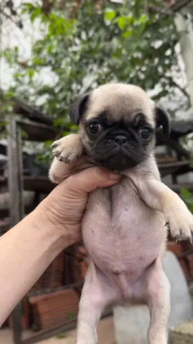 Pug macho - 40 dias - último bebezinho