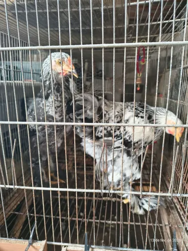 Frango e franga Brahma