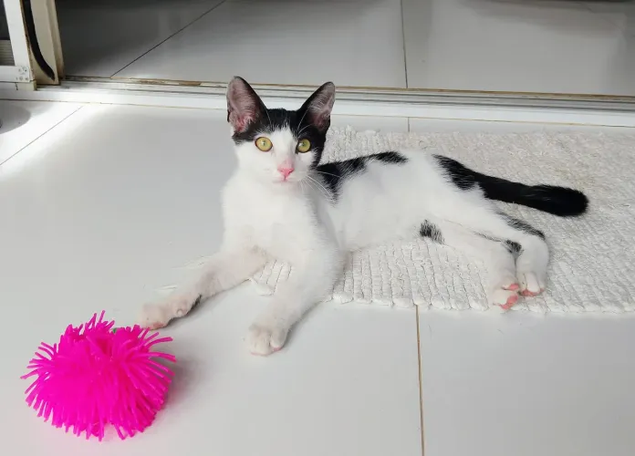 Gato Filhote para Adoção em Lauro de Freitas