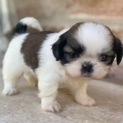 Shih tzu macho pronta entrega