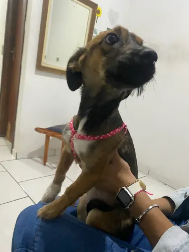 Adoção Responsável