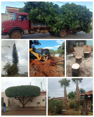 Poda de árvore corte de motosserra 
