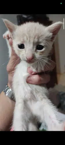 Adoção responsável gatas