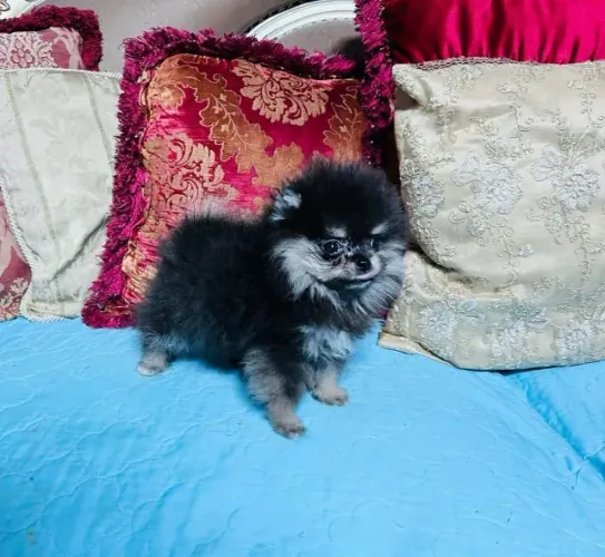 Filhotes de Spitz Alemão | Uma companhia que faz a diferença.