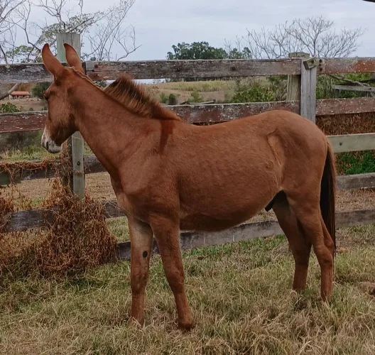 Burro Marchador