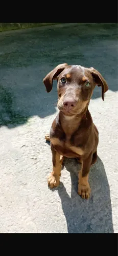 Doberman marrom macho
