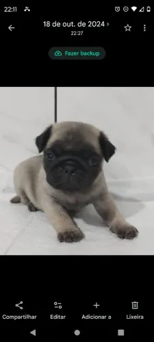 Filhotes de Pug 