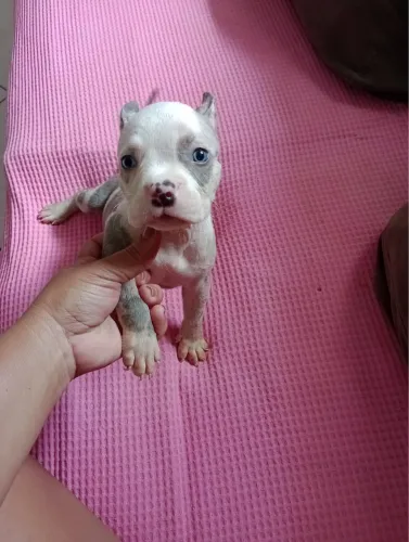 Vende-se American Bully fêmeas 