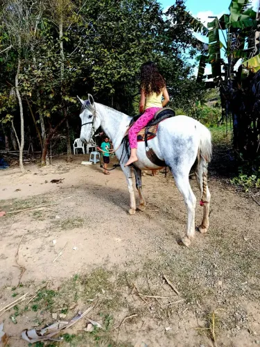 Égua mangalarga