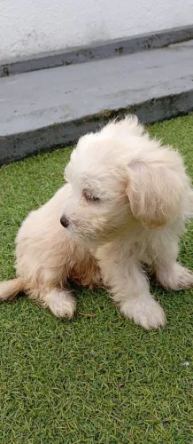 Cachorro poodle