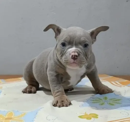 American Bully micro Tricolor 