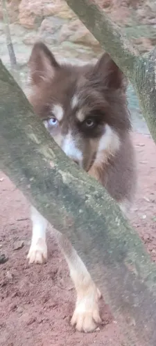 Husky wooly, pelagem Rara Mostly Red, Macho, 3 meses. 4.600 reais