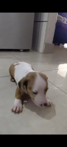 Filhote de Basset dachshund Fêmea Arlequim mofada