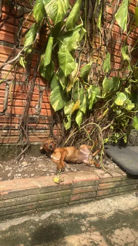 Vendo cachorrinha  pote pequeno 