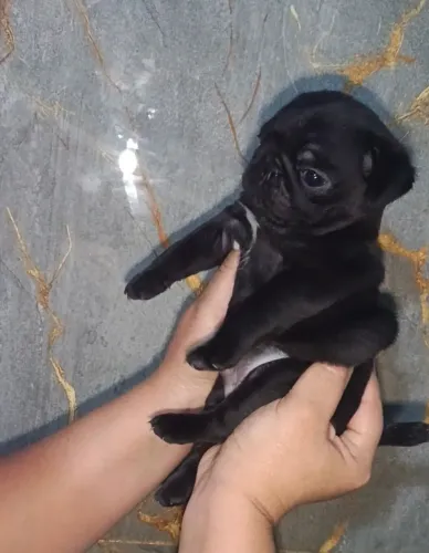 Pug macho  miniatura valor dele no zap