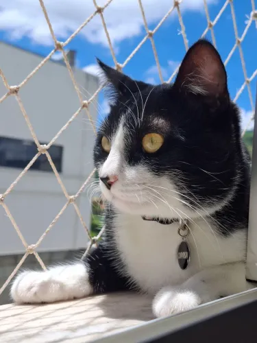 Adoção gato frajola