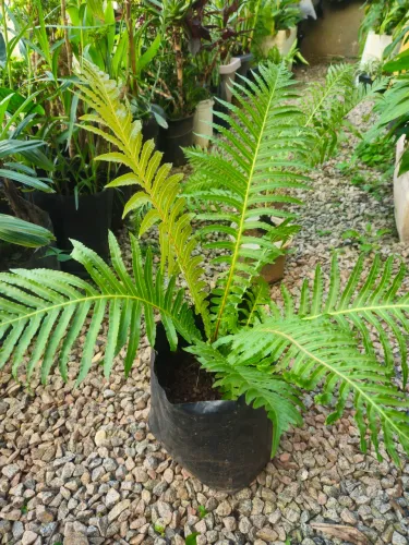 Palmeira Samambaia / xaxim