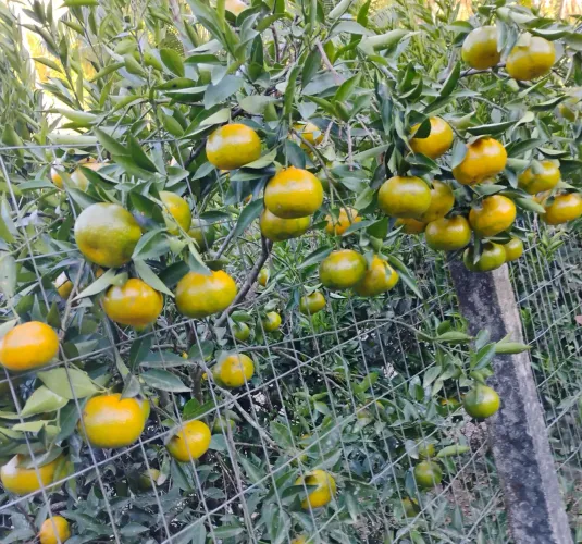 Tangerinas tirada do pé frequinha. 4&( o quilo