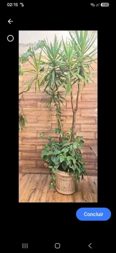 Vaso em Cimento Com Plantas