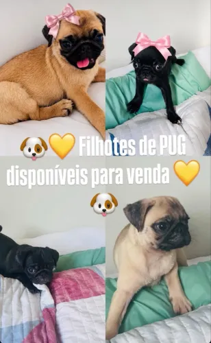 PUG