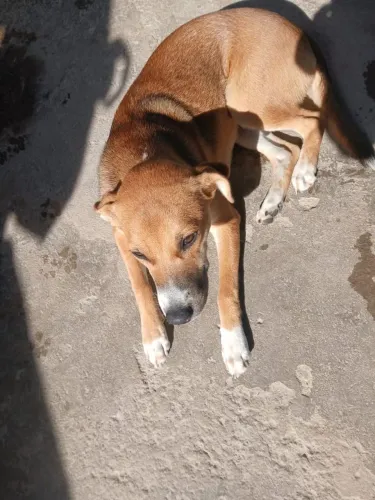 Olá, estou colocando essas duas gracinhas para adoção. 