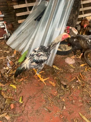 Frango caipira