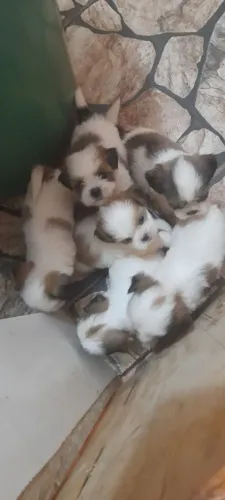 Shitzu Vacinadas