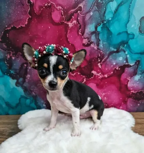 Pinscher Fêmea Apaixonante