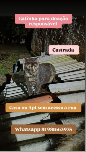 Gata