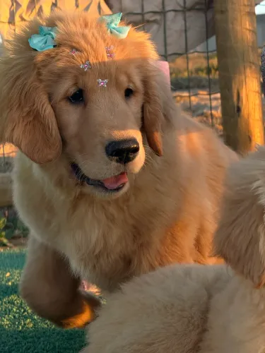 Golden retriever