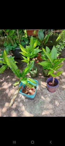 Plantas