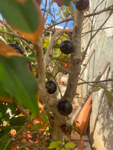 Pé de jaboticaba 