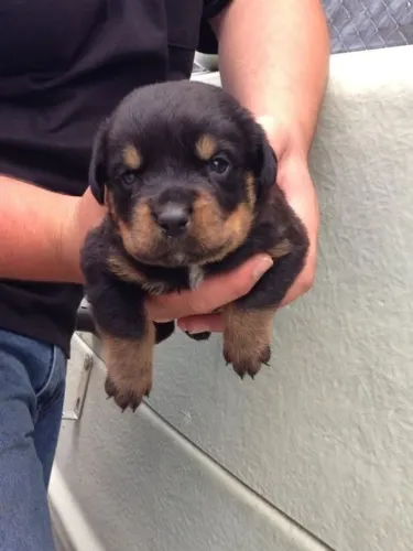 Filhotes de Rott