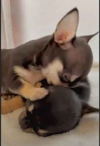 Chihuahua excelente qualidade 