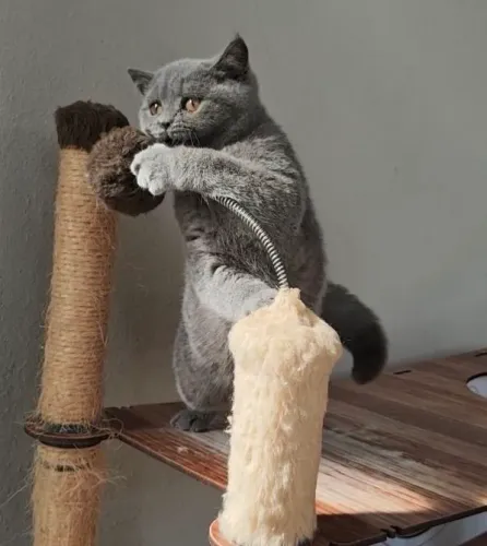 British Shorthair Blue Fotos Reais SP