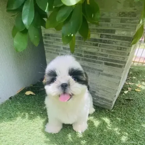 Cachorro filhote ativo e alegre Shih tzu/Shitzu