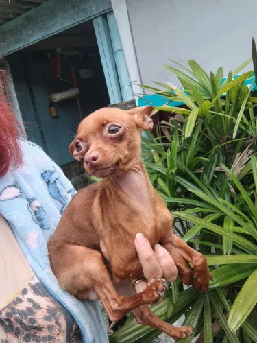 Fêmea de pinscher zero, no cio.