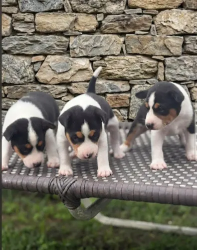 Lindos Filhotes de Basenji Puro - O Cão que Não Late!