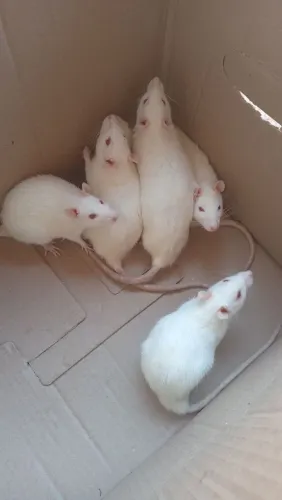 Ratos Twisters