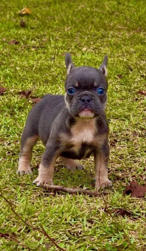 Bulldog Francês, filhotes Machos BLUE, Canil O'malley Bulls